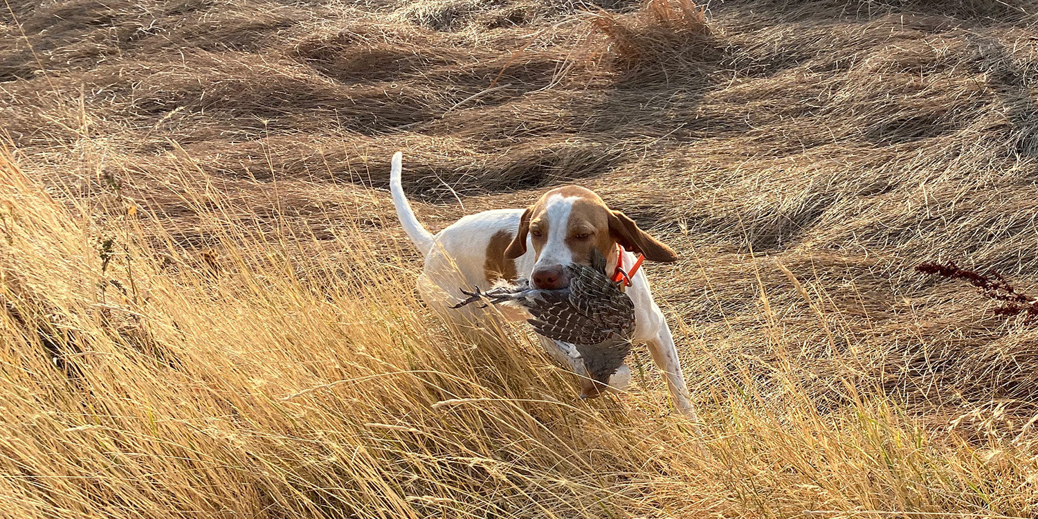 montana bird hunts upland bird hunting