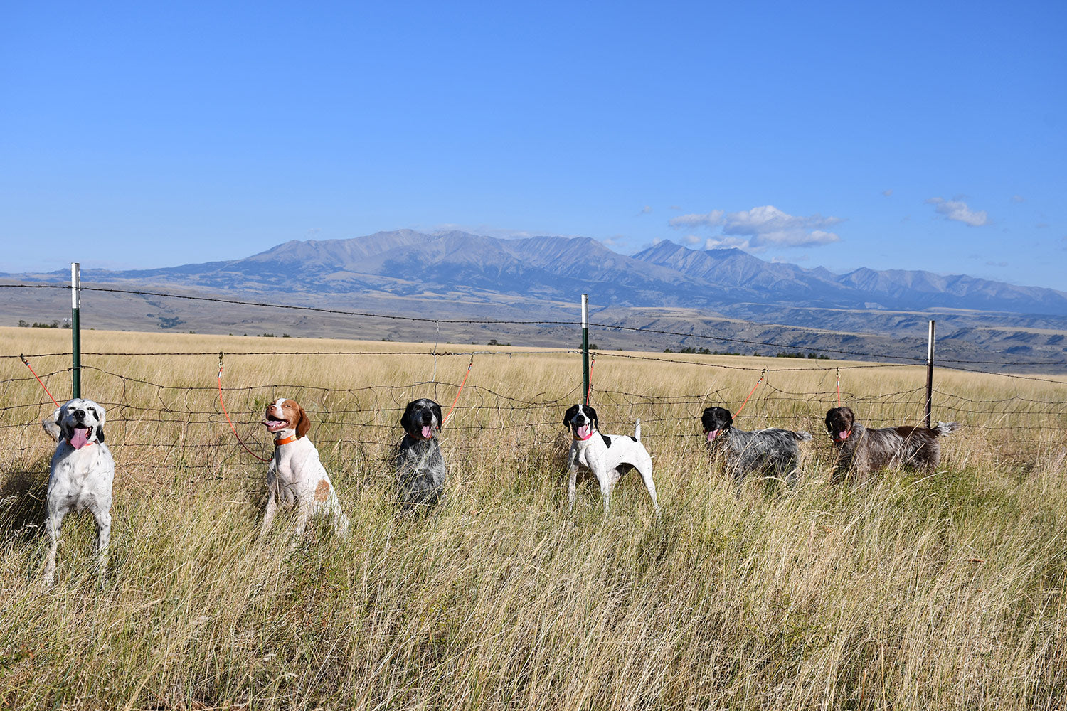 montana bird hunts upland bird hunting