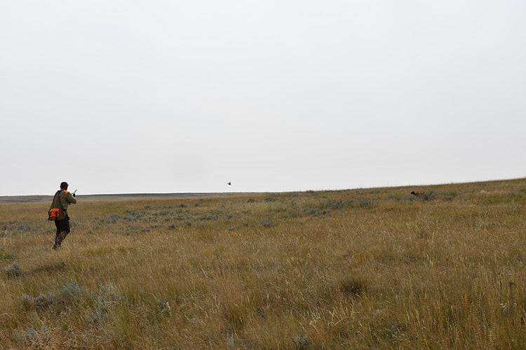 montana bird hunts upland bird hunting
