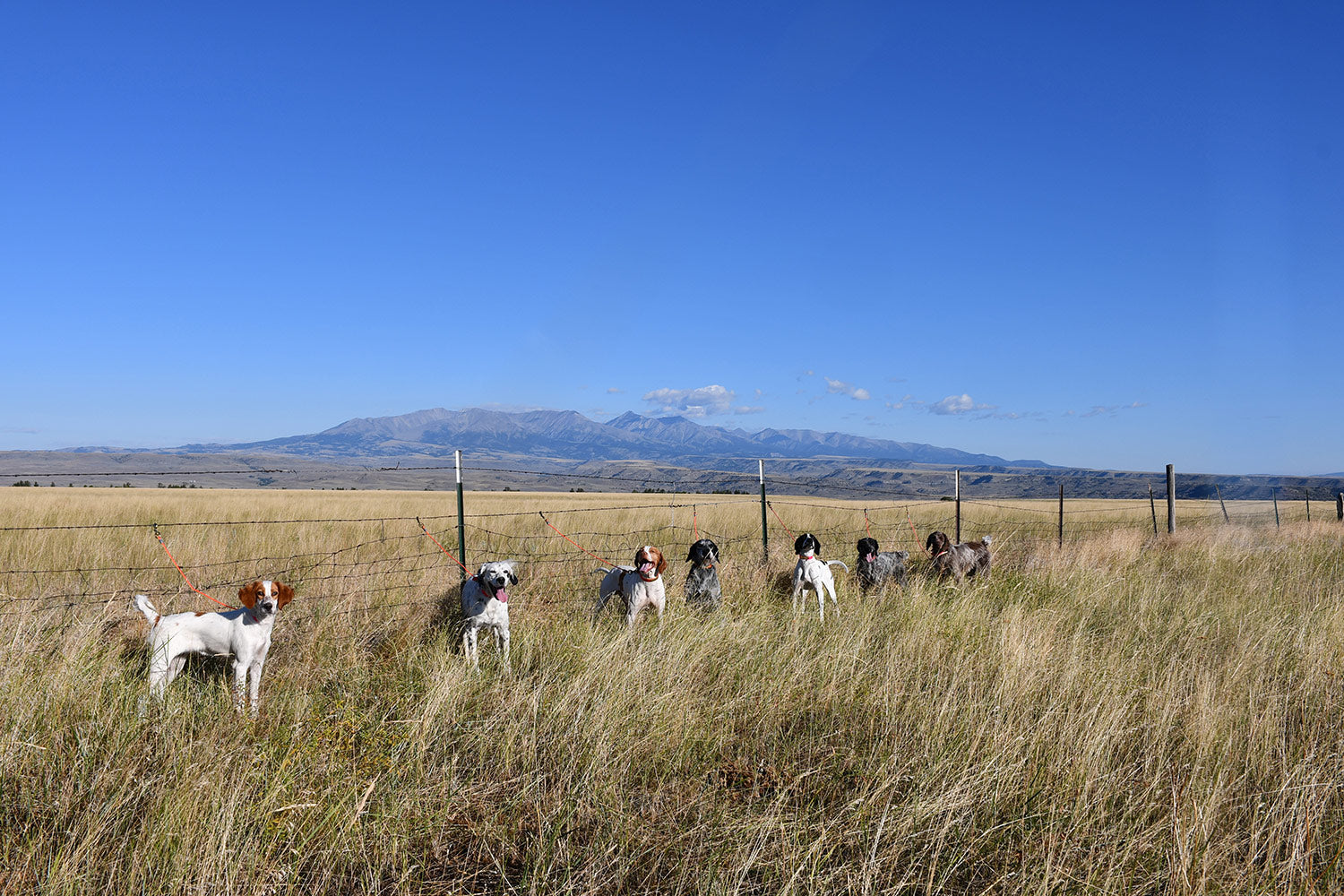 montana bird hunts upland bird hunting