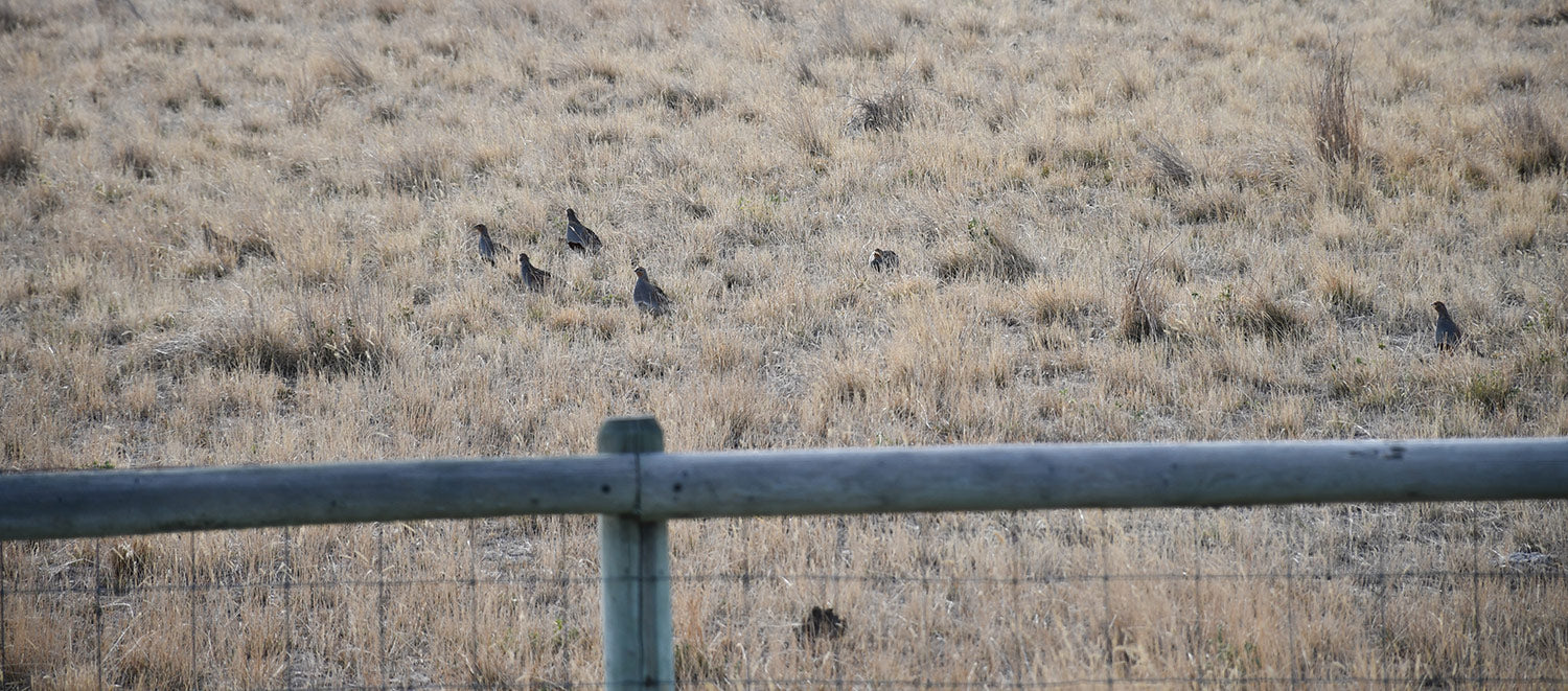 montana bird hunts upland bird hunting