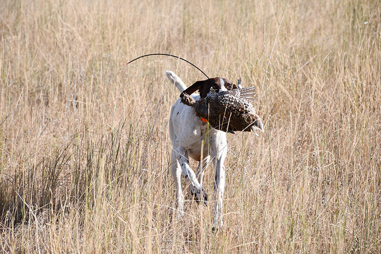 montana bird hunts upland bird hunting