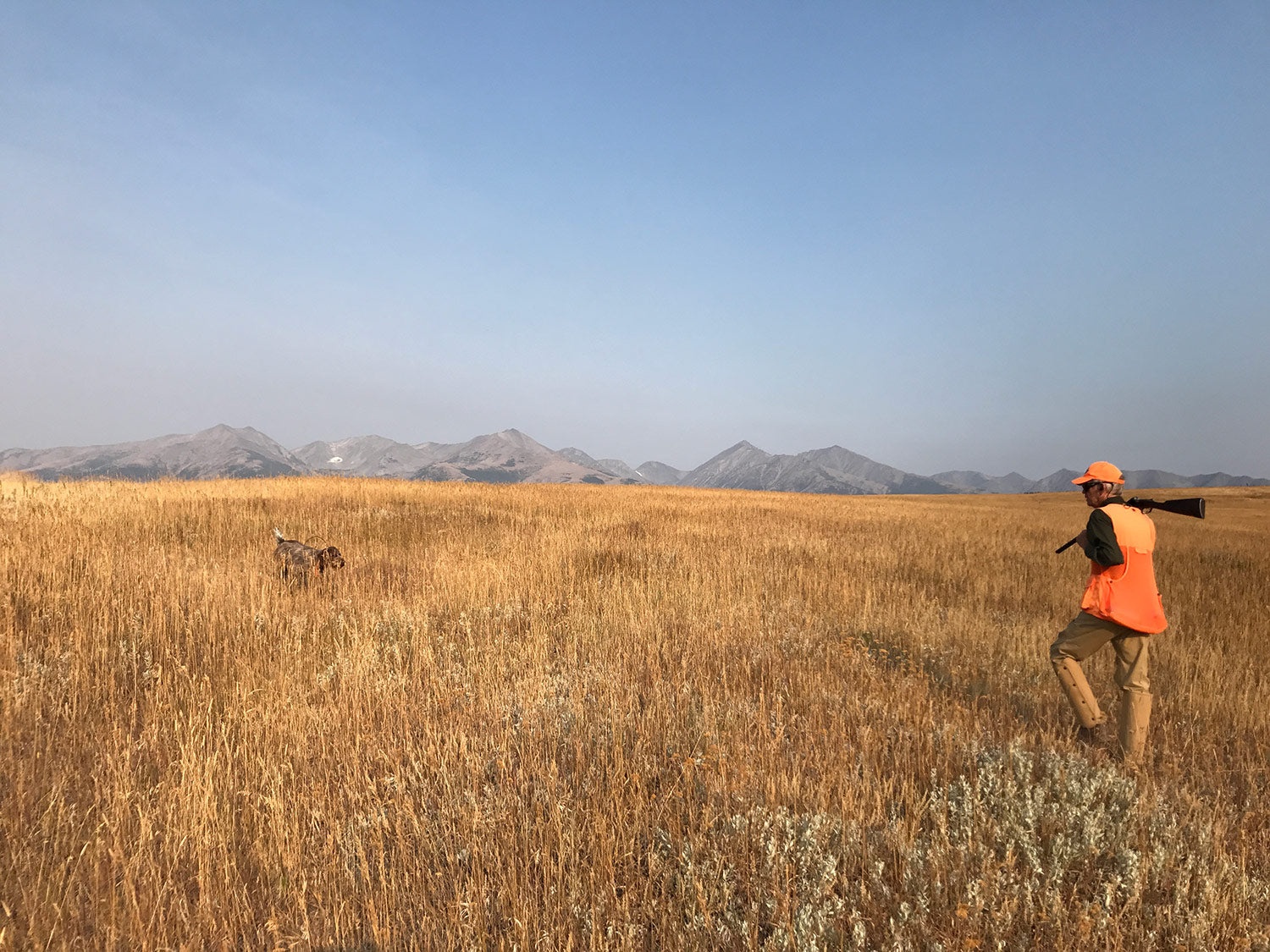 montana bird hunts upland bird hunting