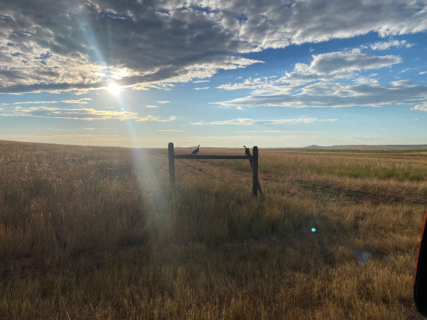 montana bird hunts upland bird hunting