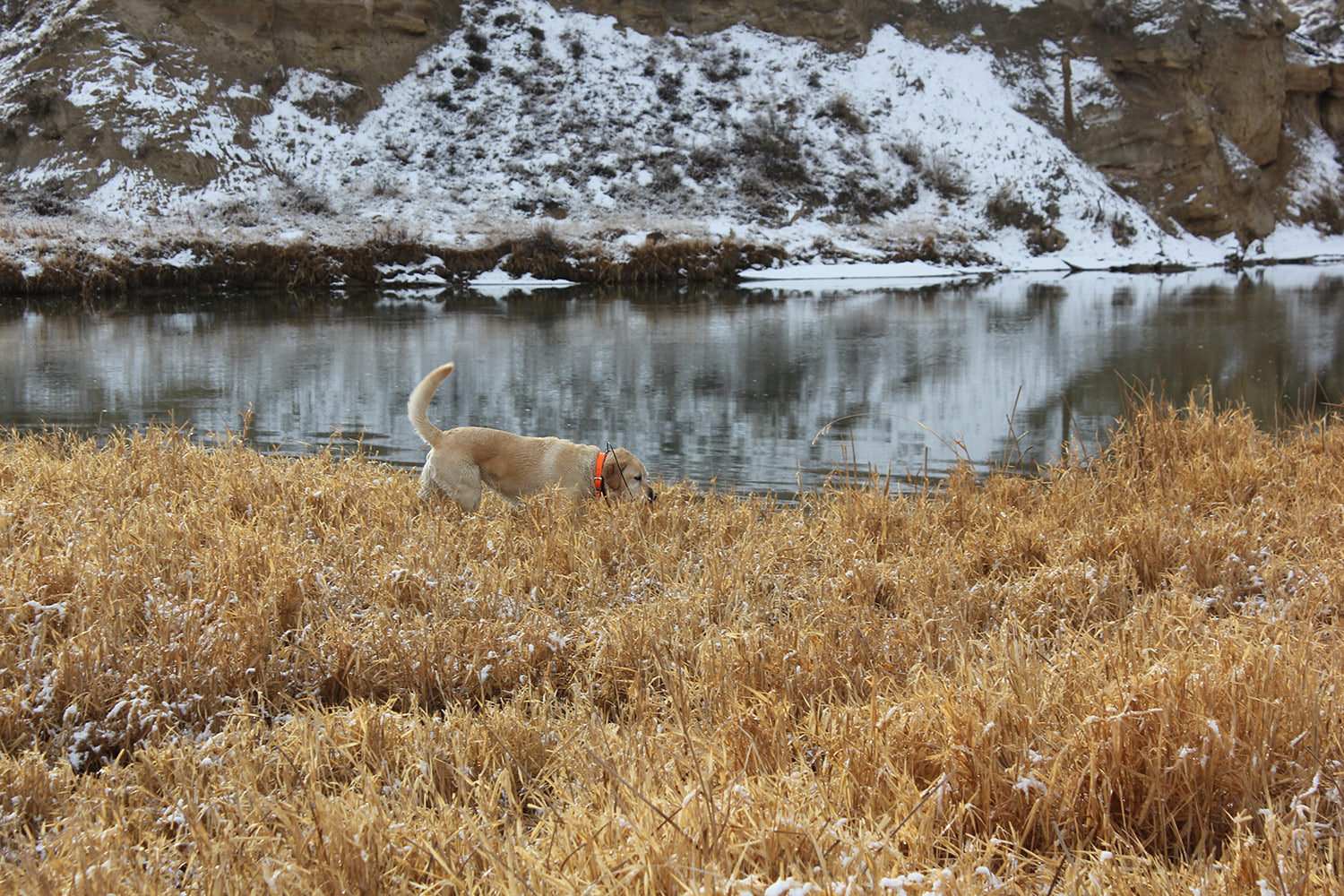 montana bird hunts upland bird hunting