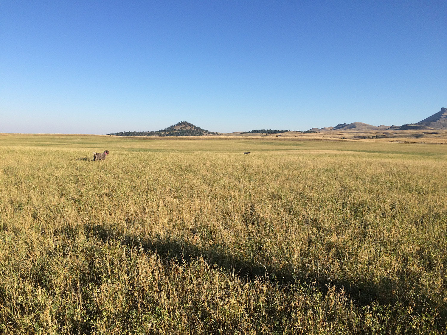 montana bird hunts upland bird hunting