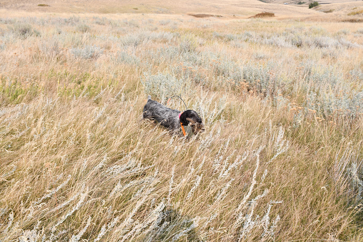 montana bird hunts upland bird hunting