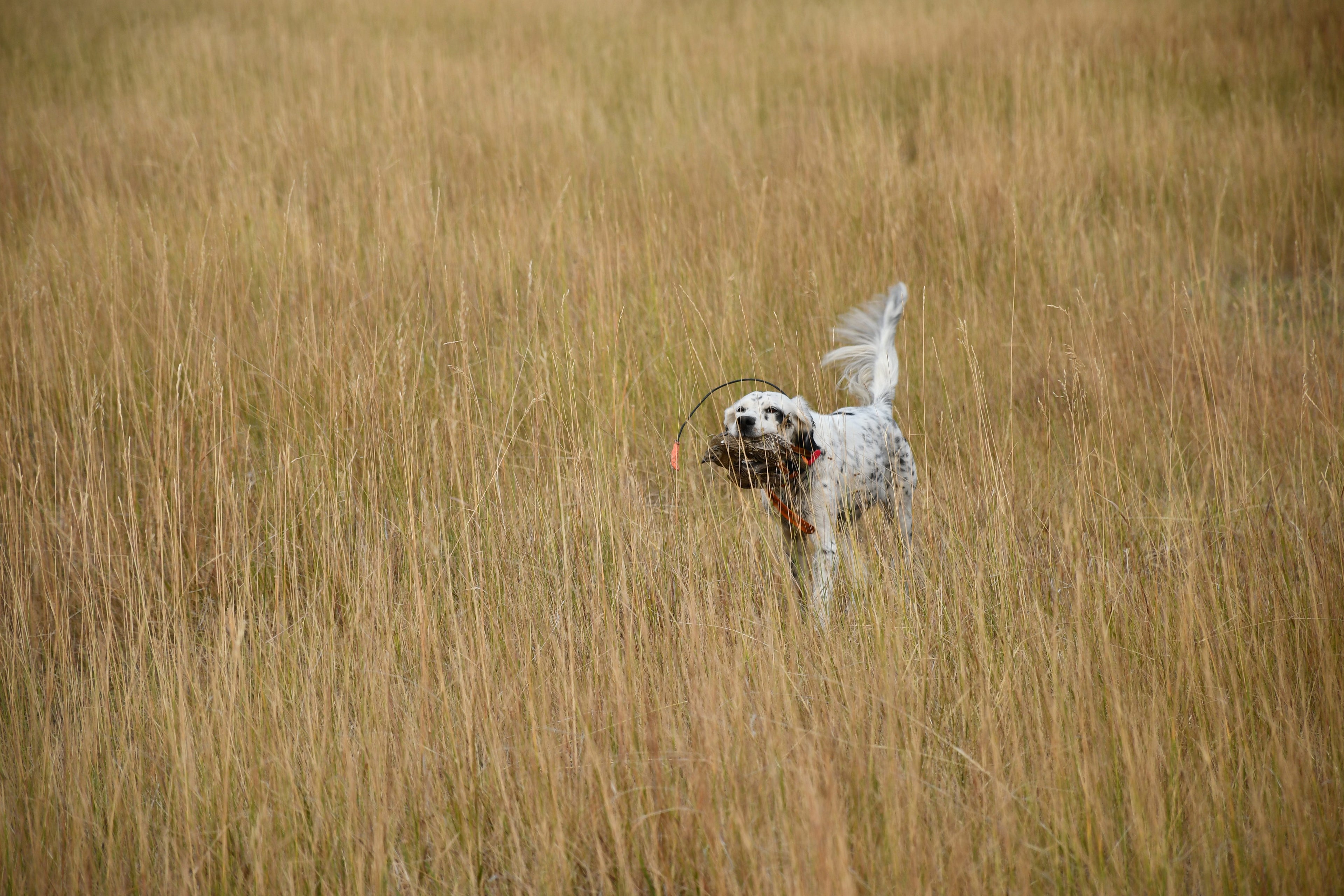 montana bird hunts upland bird hunting