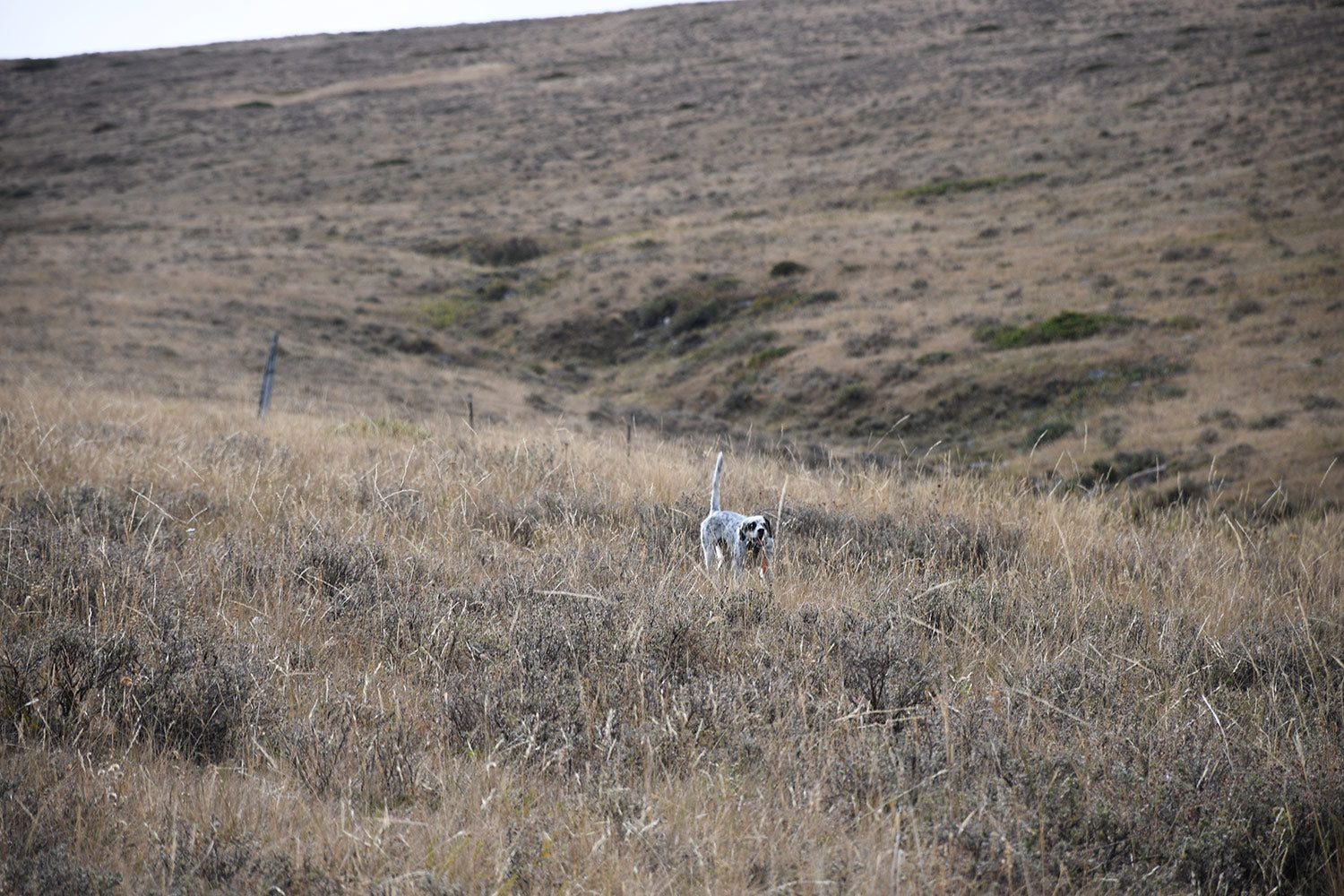 montana bird hunts upland bird hunting