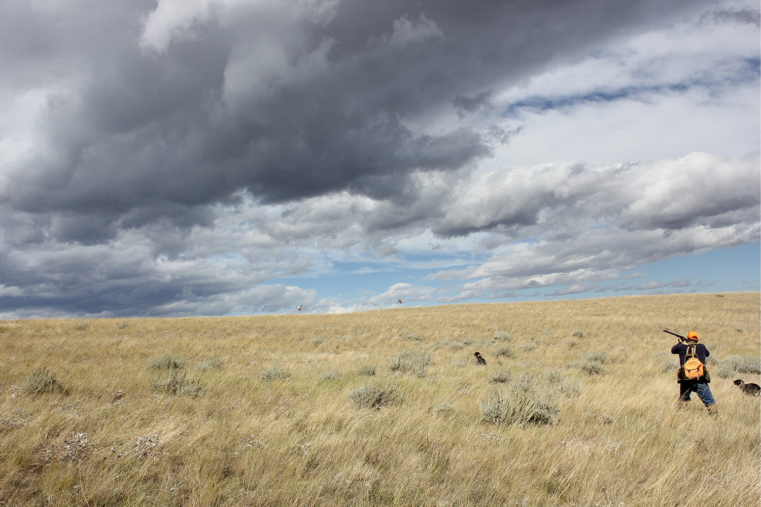 montana bird hunts upland bird hunting